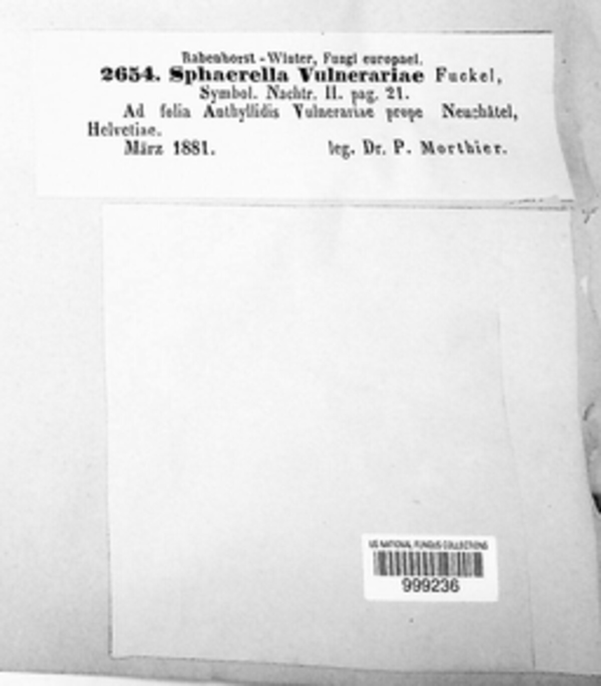 Mycosphaerella vulnerariae image